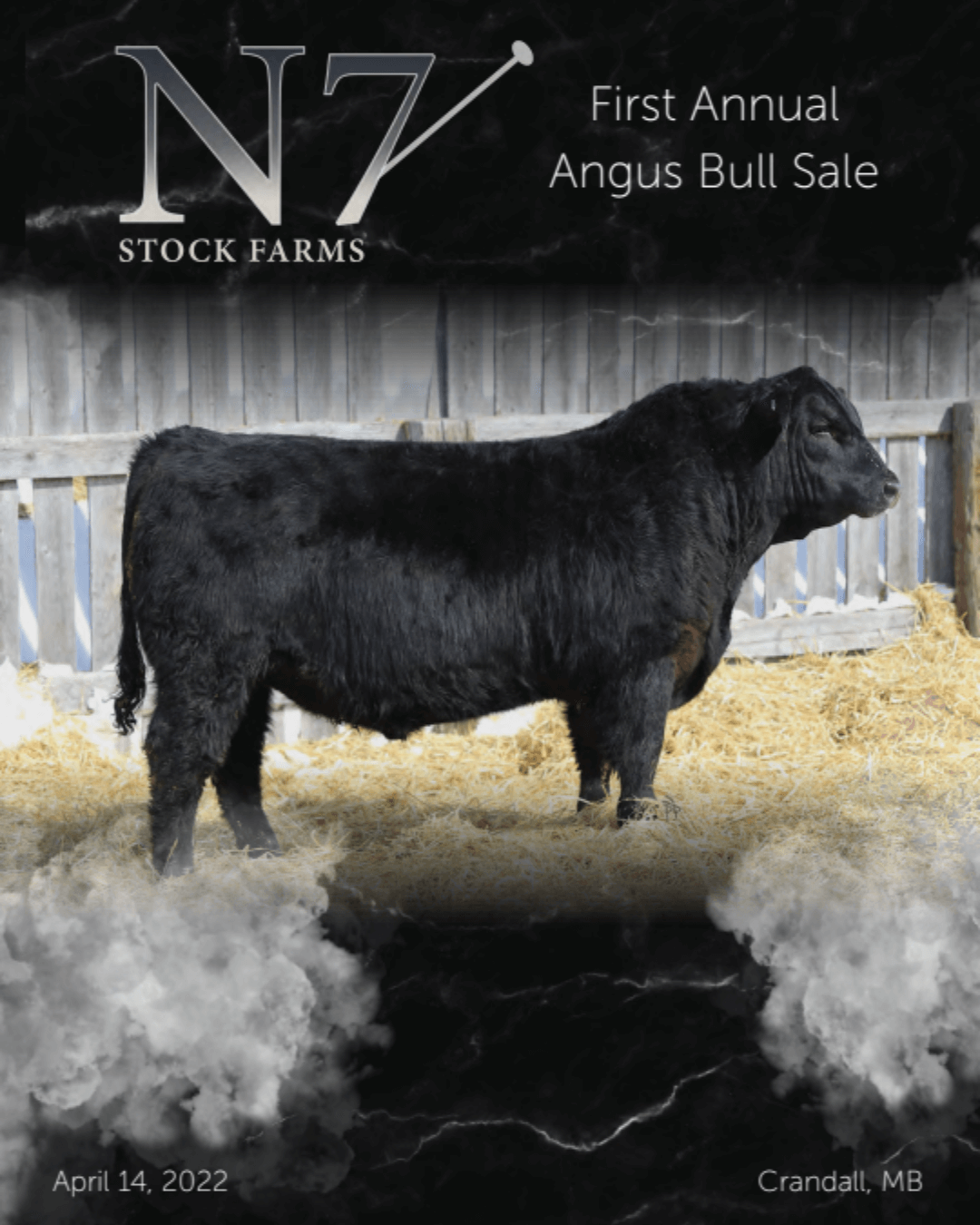 Yearling Bull